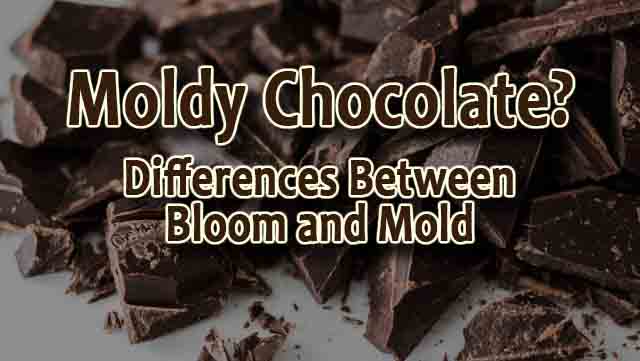 Can Chocolate Get Moldy? Differences Between Bloom and Mold